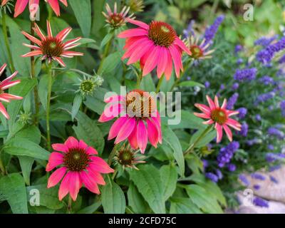 Cappello da sole mock 'Kim's Knee High' (Echinacea purea) nel letto Foto Stock