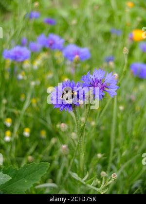 Fiore di mais blu (Centaurea cyanus) con ape di miele Foto Stock