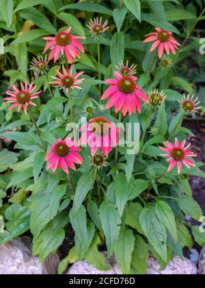 Cappello da sole mock 'Kim's Knee High' (Echinacea purea) nel letto Foto Stock