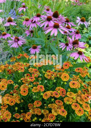 Confine perenne con un falso cappello da sole (Echinacea purpurea) E una sposa di sole (Helenium) Foto Stock