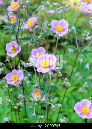 Anemone autunnale rosa 'September Charm' (Anemone hupehensis) Foto Stock