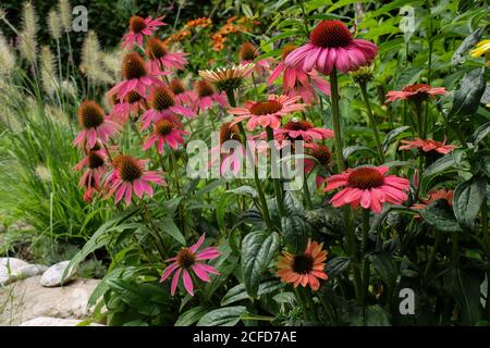 Cappello da sole mock 'Kim's Knee High' (Echinacea purea) nel letto Foto Stock