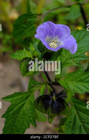 Fisico blu, bacche di veleno (Nicandra physalodes) con fiori e frutti Foto Stock