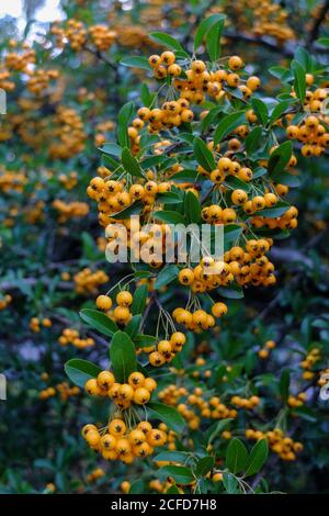 Firethorn 'Orange charmer' (Pyracantha ibrido) in autunno Foto Stock