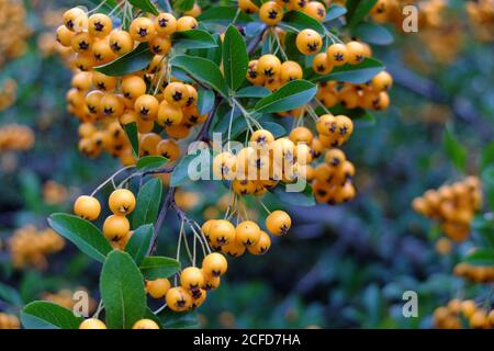 Firethorn 'Orange charmer' (Pyracantha ibrido) in autunno Foto Stock