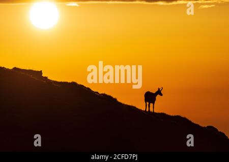 Sankt Barbara im Mürztal, camoscio (Rupicapra rupicapra), monte Hohe Veitsch (Veitschalpe), alba, sole, nuvole scure a Hochsteiermark, Steiermark Foto Stock