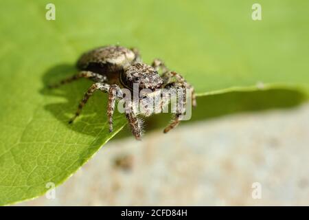 Zebra ragno (Salticus scenicus) su un foglio, Nord Reno-Westfalia, Germania Foto Stock