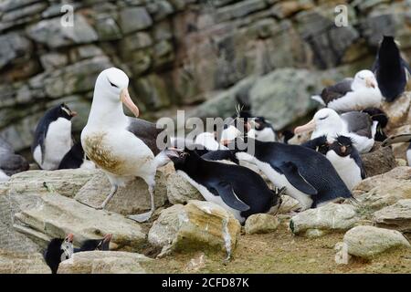 Albatross (Thalassarche melanophris) dal colore nero, nel mezzo dei pinguini aggressivi delle Montagne Rocciose meridionali (Eudyptes crisocome), New Island, Falkland Foto Stock