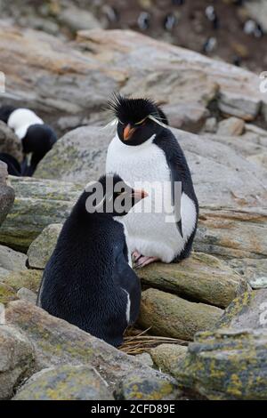 Coppia di pinguini delle Montagne Rocciose meridionali (Eudyptes crisocome), New Island, Falkland Islands, British Overseas Territory Foto Stock