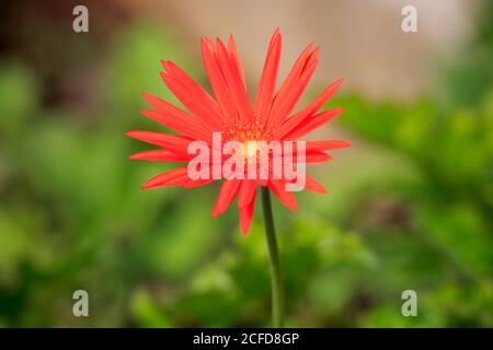 Barberton Daisy (Gerbera) (Gerber daisy jamesonii), fiore, fioritura, Kirstenbosch Botanical Garden, Città del Capo, Sud Africa Foto Stock