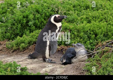 Pinguino africano (Speniscus demersus), adulto, bambino mezzo adulto, a terra, due animali, Betty's Bay, riserva naturale di Stony Point, Capo Occidentale, Sud Foto Stock