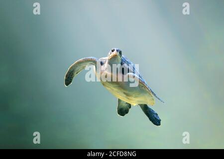 Tartaruga verde (Chelonia mydas), adulto, nuoto, in acqua, in cattività, Città del Capo, Sud Africa Foto Stock