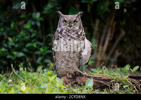 Spotted Eagle-Owl (Bupo africanus), adulto, a terra, allerta, Città del Capo, Capo Occidentale, Sud Africa Foto Stock