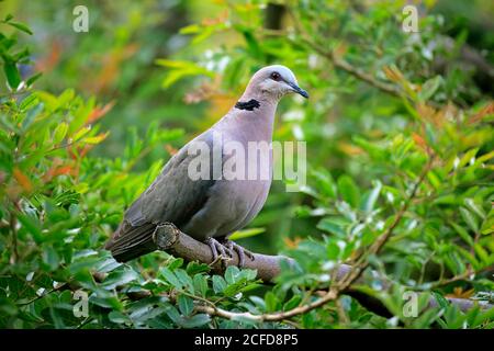 Colomba dagli occhi rossi (Streptopelia semitorquata ), adulto, su albero, Città del Capo, Sudafrica Foto Stock