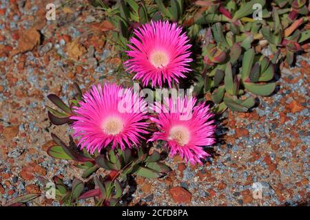 Hottentot-fico (Carpobrotus edulis), fiore, fioritura, Kirstenbosch Botanical Garden, Città del Capo, Sud Africa Foto Stock