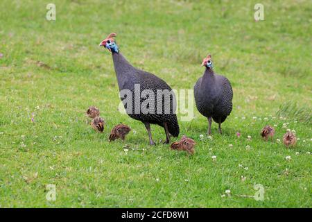 Helmeted guineafonl (Numida meleagris), adulto, due, animali giovani, pulcini, allerta, Kirstenbosch Botanical Garden, Città del Capo, Sud Africa Foto Stock