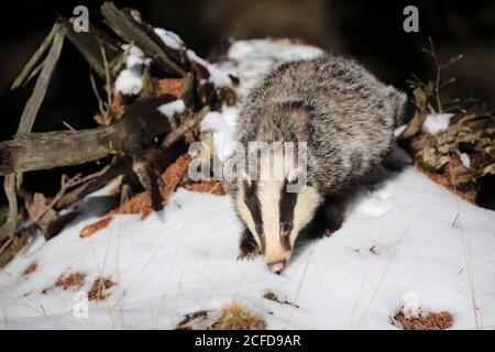 Europeo tasso (Meles meles), adulto, in inverno, nella neve, foraging, Foresta Boemia, Repubblica Ceca Foto Stock