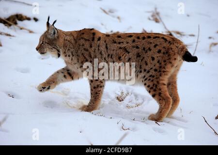 Carpathian Lynx (Lynx lynx carpaticus), adulto, in inverno, nella neve, vigile, stalking, foraging, Foresta Bavarese, Baviera, Germania Foto Stock
