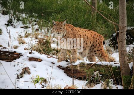 Carpathian Lynx (Lynx lynx carpaticus), adulto, in inverno, in neve, allerta, Foresta Bavarese, Baviera, Germania Foto Stock