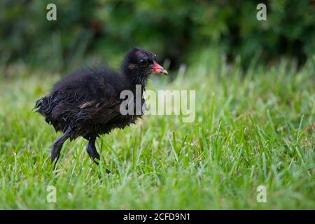 Comune moorhen (Gallinula chloropus), giovane animale, pulcino, camminare in un prato, Baden-Wuerttemberg, Germania Foto Stock