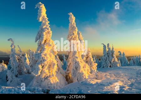 Spruces nevosi (Picea) sul Brocken al tramonto, inverno, Harz, Schierke, Sassonia-Anhalt, Germania Foto Stock