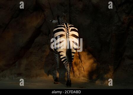 San Diego, California, Stati Uniti. 4 Settembre 2020. Una zebra si erge al sole del pomeriggio allo Zoo di San Diego. Credito: K.C. Alfred/ZUMA Wire/Alamy Live News Foto Stock