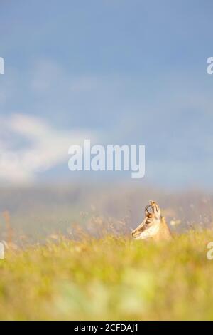 Camoscio giovanile (Rupicapra rupicapra), bambino animale, Vosgi, Francia Foto Stock