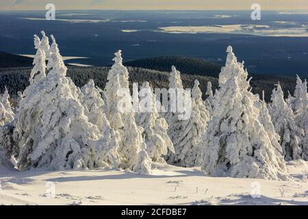 Spruces nevosi (Picea) su Brocken, Harz, Schierke, Sassonia-Anhalt, Germania Foto Stock