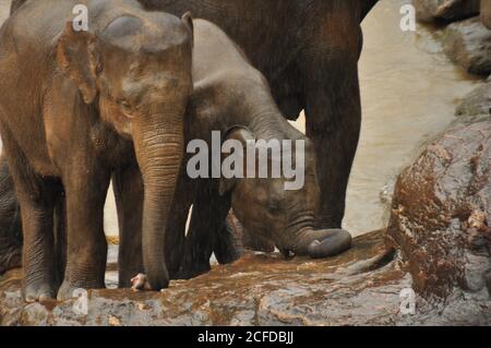 Elefante dello Sri Lanka (Elefas maximus maximus) vitelli che si trovano sul lungofiume durante la stagione umida all'Orfanotrofio degli Elefanti di Pinnawala, Sri Lanka. Foto Stock