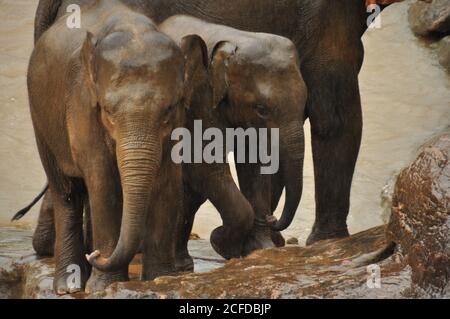 Elefante dello Sri Lanka (Elefas maximus maximus) vitelli che si trovano sul lungofiume durante la stagione umida all'Orfanotrofio degli Elefanti di Pinnawala, Sri Lanka. Foto Stock