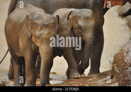 Elefante dello Sri Lanka (Elefas maximus maximus) vitelli che si trovano sul lungofiume durante la stagione umida all'Orfanotrofio degli Elefanti di Pinnawala, Sri Lanka. Foto Stock