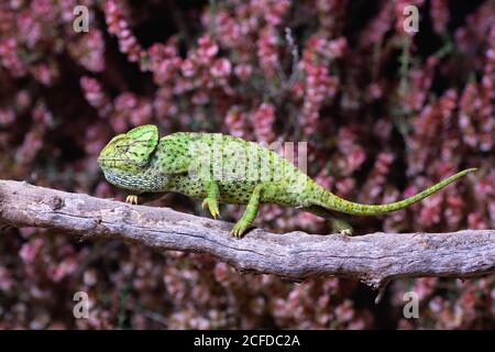 Chameleon seduta sul ramo Foto Stock
