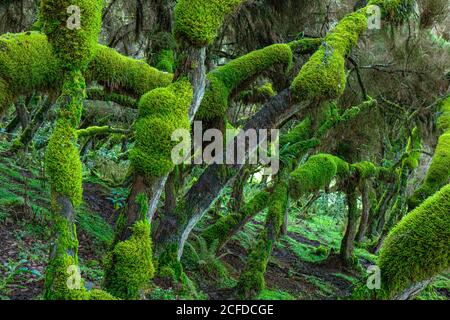 Pittoresco paesaggio di foresta con tronchi di alberi ricurvi coperti muschio verde Foto Stock