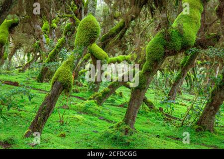 Pittoresco paesaggio di foresta con tronchi di alberi ricurvi coperti muschio verde Foto Stock