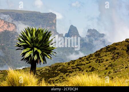 Spettacolare paesaggio di alberi verdi che crescono su una collina sullo sfondo Di montagne ruvide in Africa Foto Stock
