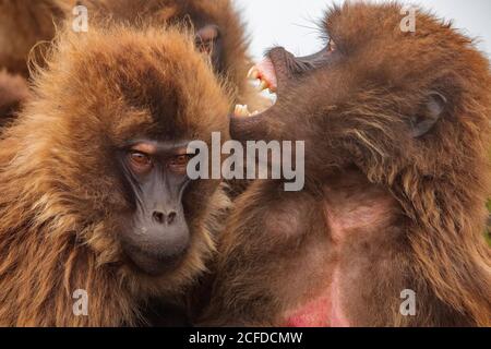 Soffici mazzelle di un gruppo denso di babbuini di gelada che affollano in habitat naturale in Etiopia, Africa Foto Stock