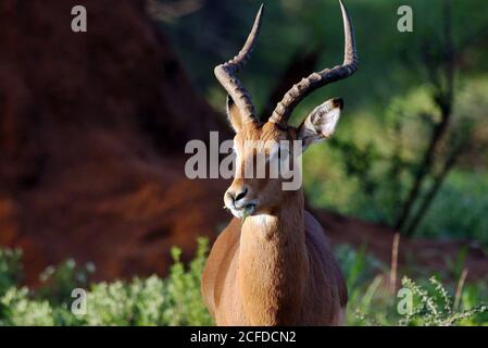 Un maschio selvaggio solano Impala (Aepyceros melampus) alla Riserva di Erindi, Regione Erongo, Namibia Foto Stock