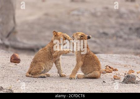 Lunghezza completa di coppia di piccoli cuccioli di leone selvatico che giocano Insieme mentre si siede su terreno sabbioso nella zona di Savuti in Africa meridionale Foto Stock