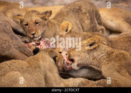 Closeup di gruppo di leonessa selvatiche divoranti ucciso kudu antilope A Savuti in Sud Africa Foto Stock