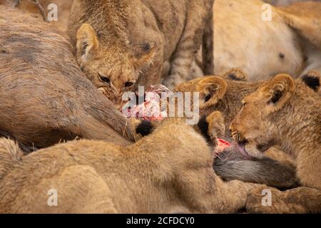 Closeup di gruppo di leonessa selvatiche divoranti ucciso kudu antilope A Savuti in Sud Africa Foto Stock