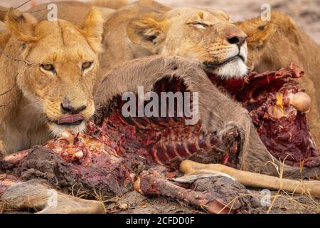 Closeup di gruppo di leonessa selvatiche divoranti ucciso kudu antilope A Savuti in Sud Africa Foto Stock