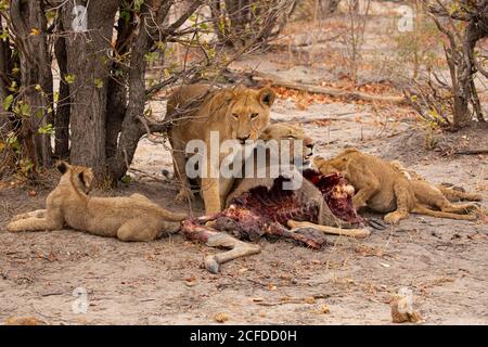 Closeup di gruppo di leonessa selvatiche divoranti ucciso kudu antilope A Savuti in Sud Africa Foto Stock