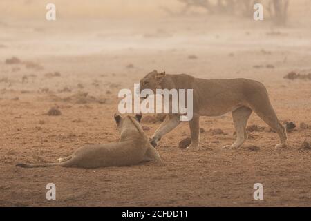 Lunghezza intera di leonesse selvatiche che riposano su terra asciutta in Savana africana nella zona di Savuti in Botswana Foto Stock