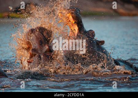 Closeup di selvaggi aggressivi ippopotami che combattono pesantemente in acqua di Fiume Chobe in Botswana in Africa Foto Stock