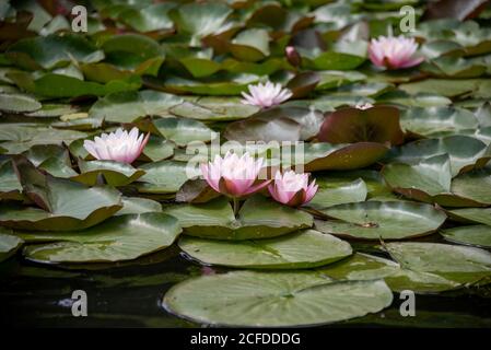 Ninfee fioriscono nel parco di Wörlitzer Foto Stock