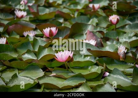 Ninfee fioriscono nel parco di Wörlitzer Foto Stock