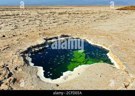 Waterhole con cristalli di sale flocculated nella coperta di sale sopra il lago salato di Assale, anche lago di Karum, nel deserto salato di Danakil, Dallol Foto Stock