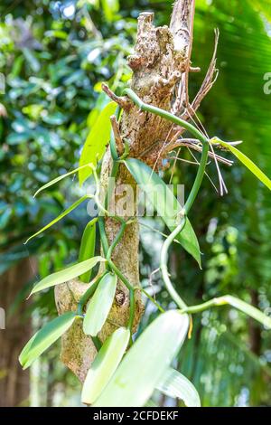 Pianta della vaniglia, vaniglia delle spezie, (Vanilla planifolia), Parco Nazionale di Ivooloina, Fiume Ivoloina, Taomasina, Tamatave, Madagascar, Africa, Oceano Indiano Foto Stock