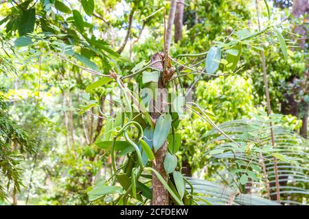 Pianta della vaniglia, vaniglia delle spezie, (Vanilla planifolia), Parco Nazionale di Ivooloina, Fiume Ivoloina, Taomasina, Tamatave, Madagascar, Africa, Oceano Indiano Foto Stock