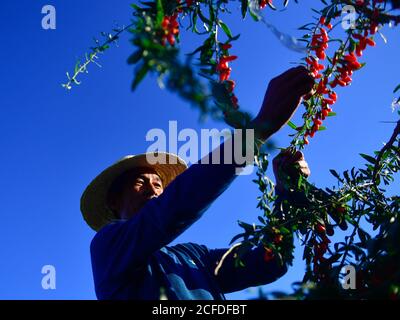 (200905) -- DELIGHA, 5 settembre 2020 (Xinhua) -- li Fuwen raccoglie le bacche di goji nel villaggio di Quanshui, nella prefettura autonoma mongola e tibetana di Haixi, nella provincia Qinghai della Cina nord-occidentale, 2 settembre 2020. Li Fuwen, 51 anni, vive nel villaggio di Quanshui di Delingha City, Haixi. Nel 2011, vedendo il boom dell'industria dei frutti di bosco goji nella zona del bacino di Qaidam, li, che aveva lavorato sui cantieri, decise di tornare nella sua città natale per coltivare le bacche di goji. Nel 2014, le sue bacche finalmente entrarono nel periodo della frutta. Li ha guadagnato 120,000 yuan (circa 17,541 dollari USA) in quella stagione. Da allora, li gradualmente esp Foto Stock